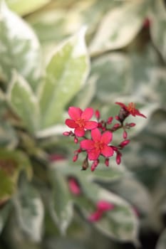 The background image of the colorful flowers, background nature