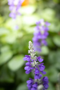 The background image of the colorful flowers, background nature