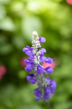 The background image of the colorful flowers, background nature