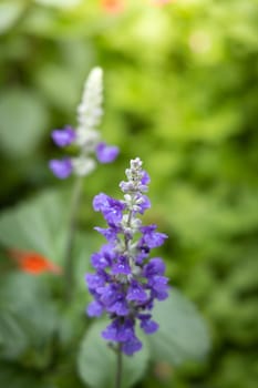 The background image of the colorful flowers, background nature