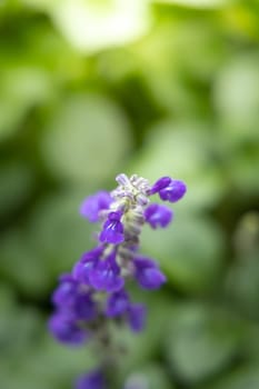 The background image of the colorful flowers, background nature