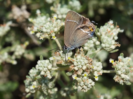 butterfly macro shot in nature.