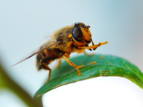 honey bee pollen collected. all body covered with pollen.  trying to clean it up.