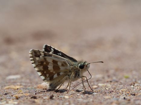 colored moth butterfly. bug in nature, butterfly close-up