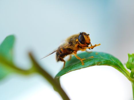 honey bee pollen collected. all body covered with pollen.  trying to clean it up.