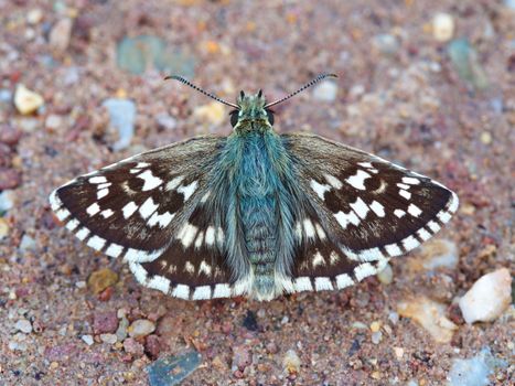 colored moth butterfly. bug in nature, butterfly close-up