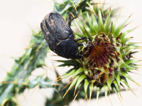 Close-up of a scarab in the woods. on the thistle