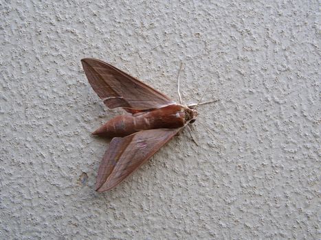 red moth butterfly. bug in nature, butterfly close-up