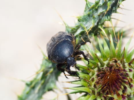 Close-up of a scarab in the woods. on the thistle