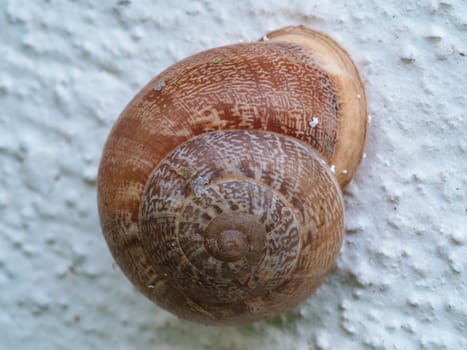 snail stuck to the wall. hiding out of fear