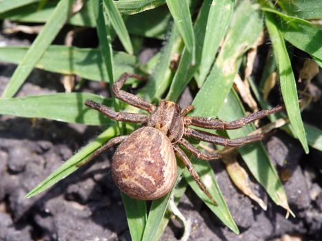 spider in the back garden. dangerous, poisonous species.