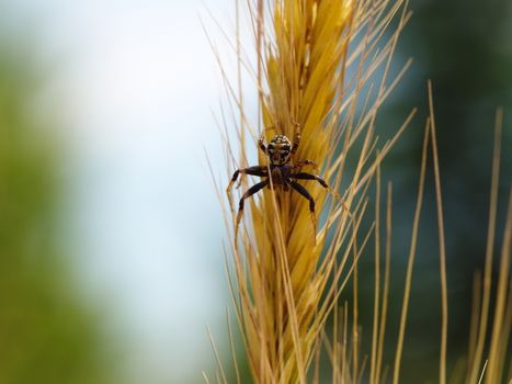 Spider on wheat spike. insects in the crop field