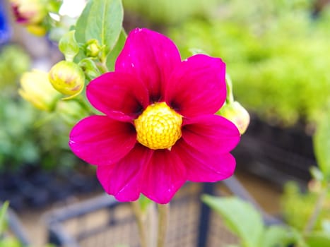 star flower, macro shooting in natural environment