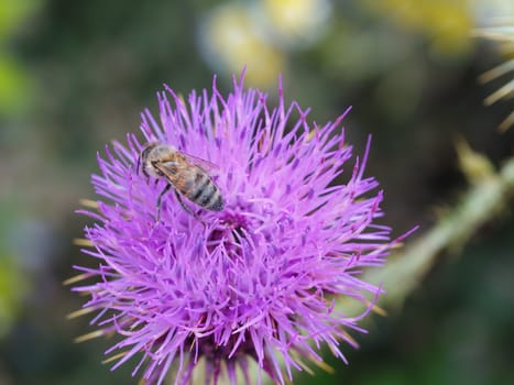 the bee in the camel thorn plant. they're collecting plant extract