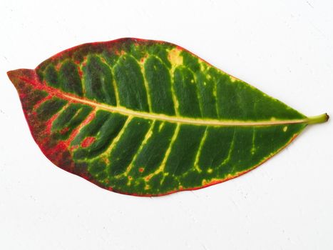 croton plant leaf. close-up to the leaf veins and pores. flowerpot and lounge flowers. isolated background