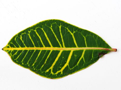Diffenbahya plant leaf. close-up to the leaf veins and pores. flowerpot and lounge flowers. isolated background