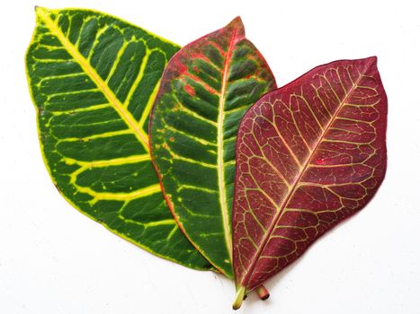 red Codiaeum, Diffenbahya, croton plant leafs. close-up to the leaf veins and pores. flowerpot and lounge flowers. isolated background