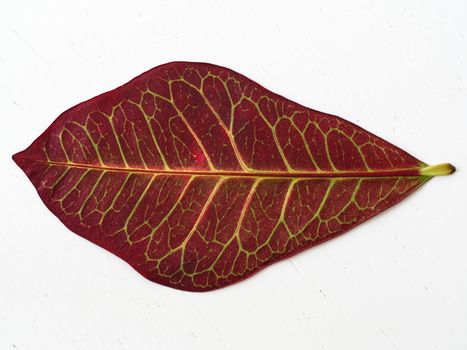 Red Codiaeum plant leaf. close-up to the leaf veins and pores. flowerpot and lounge flowers. isolated background