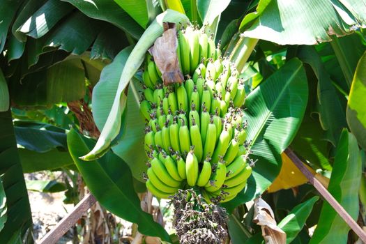 Turkish Anamur Bananas. tree ready for harvest. Banana cob