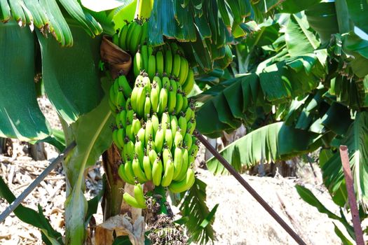 Turkish Anamur Bananas. tree ready for harvest Banana cob