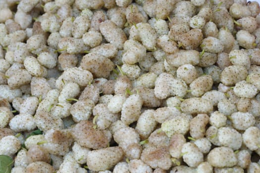 Pile of white mulberry fruits. White mulberry fruit close-up background