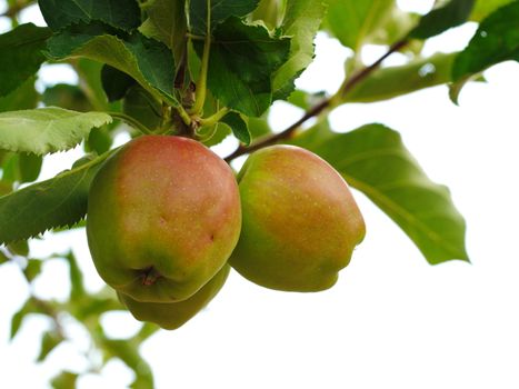 apple fruit. natural macro shooting in apple tree.