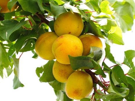 apricot fruit. natural macro shooting in apricot tree.