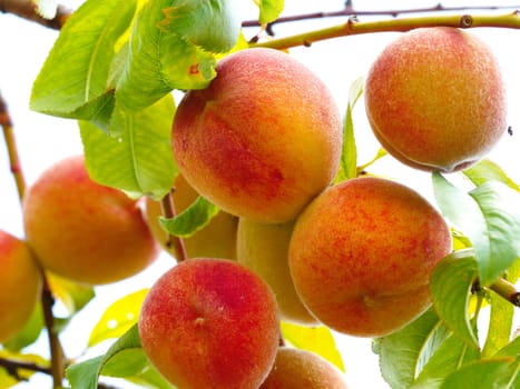 peach fruit. natural macro shooting in peach tree.