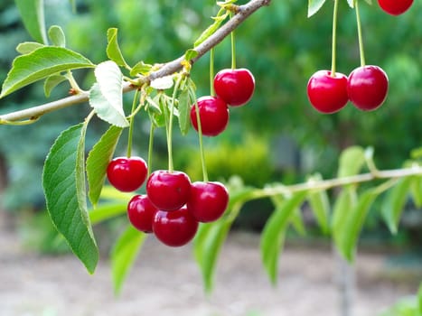 sour cherry fruit. natural macro shooting in sour cherry tree.