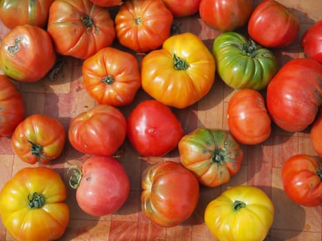 colorful field tomatoes. heirloom tomatoes. Fresh organic ripe tomatoes.