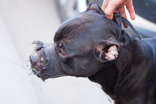 Pitbull dog looks quite dangerous. dog mouthpiece fitted.not to bite in the event of an attack