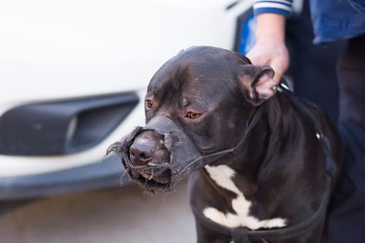 Pitbull dog looks quite dangerous. dog mouthpiece fitted.not to bite in the event of an attack