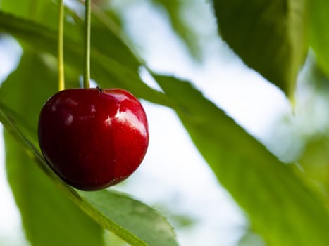 fresh organic cherries. red fresh cherry on the tree. fresh red cherry heap. macro shooting on tree.