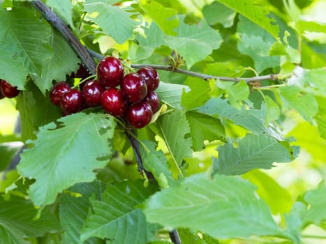 fresh organic cherries. red fresh cherry on the tree. fresh red cherry heap. macro shooting on tree.