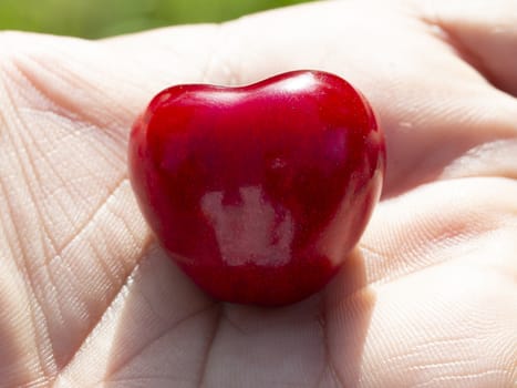 a cherry in the palm. looks like a heart.  fresh organic cherries. red fresh cherry on the tree. fresh red cherry heap. macro shooting on tree.