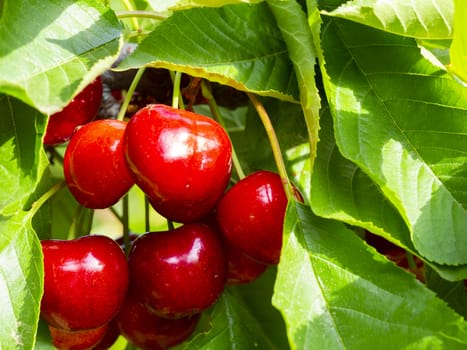 fresh organic cherries. red fresh cherry on the tree. fresh red cherry heap. macro shooting on tree.