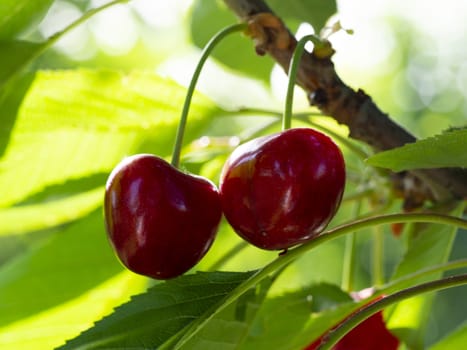 fresh organic cherries. red fresh cherry on the tree. fresh red cherry heap. macro shooting on tree.