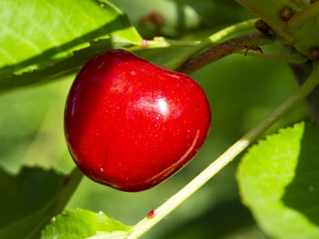 fresh organic cherries. red fresh cherry on the tree. fresh red cherry heap. macro shooting on tree.