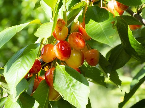 white cherry. fresh organic cherries. white fresh cherry on the tree. fresh white cherry heap. macro shooting on tree.