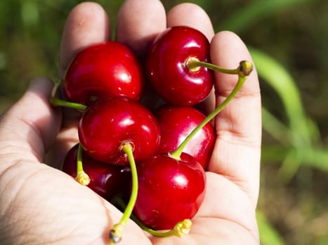 a handful of cherries. fresh organic cherries. red fresh cherry on the tree. fresh red cherry heap. macro shooting on tree.