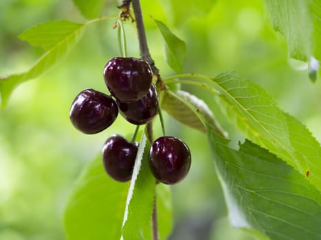 fresh organic cherries. dark fresh cherry on the tree. fresh dark cherry heap. macro shooting on tree.