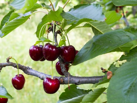 fresh organic cherries. red fresh cherry on the tree. fresh red cherry heap. macro shooting on tree.