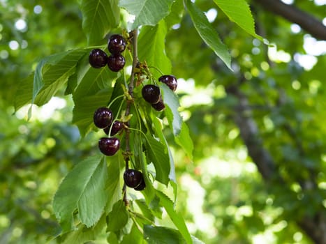 fresh organic cherries. dark fresh cherry on the tree. fresh dark cherry heap. macro shooting on tree.