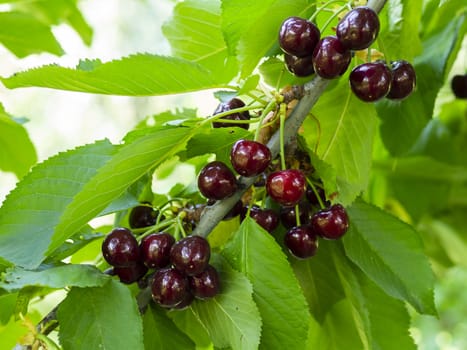 fresh organic cherries. dark fresh cherry on the tree. fresh dark cherry heap. macro shooting on tree.