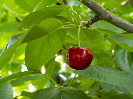 fresh organic cherries. red fresh cherry on the tree. fresh red cherry heap. macro shooting on tree.