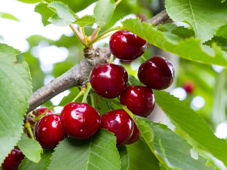 fresh organic cherries. red fresh cherry on the tree. fresh red cherry heap. macro shooting on tree.