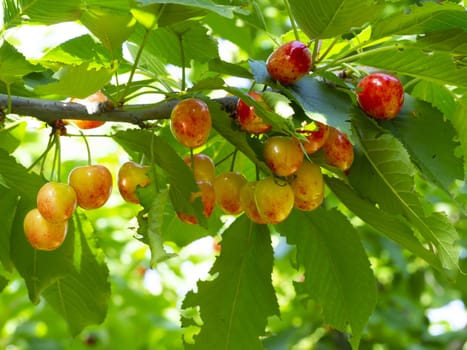 white cherry. fresh organic cherries. white fresh cherry on the tree. fresh white cherry heap. macro shooting on tree.