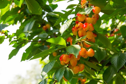 white cherry. fresh organic cherries. white fresh cherry on the tree. fresh white cherry heap. macro shooting on tree.