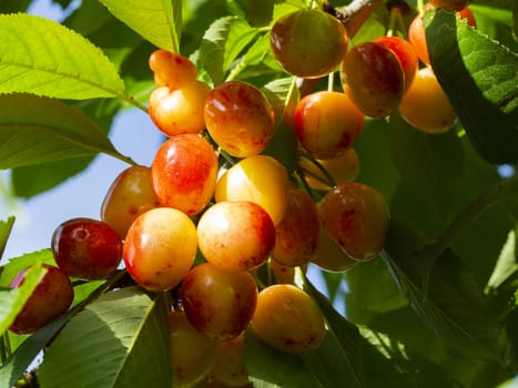 white cherry. fresh organic cherries. white fresh cherry on the tree. fresh white cherry heap. macro shooting on tree.