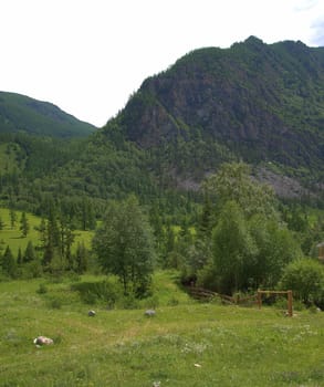 Hillside with a meadow planted with pine trees. Altai, Siberia, Russia.